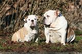 BULLDOG ANGLAIS 072